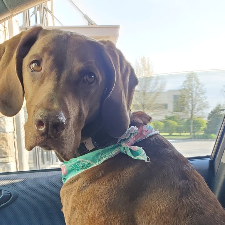 Dakota, a Chesapeake Bay Retriever and German Shorthaired Pointer mix tested with EmbarkVet.com