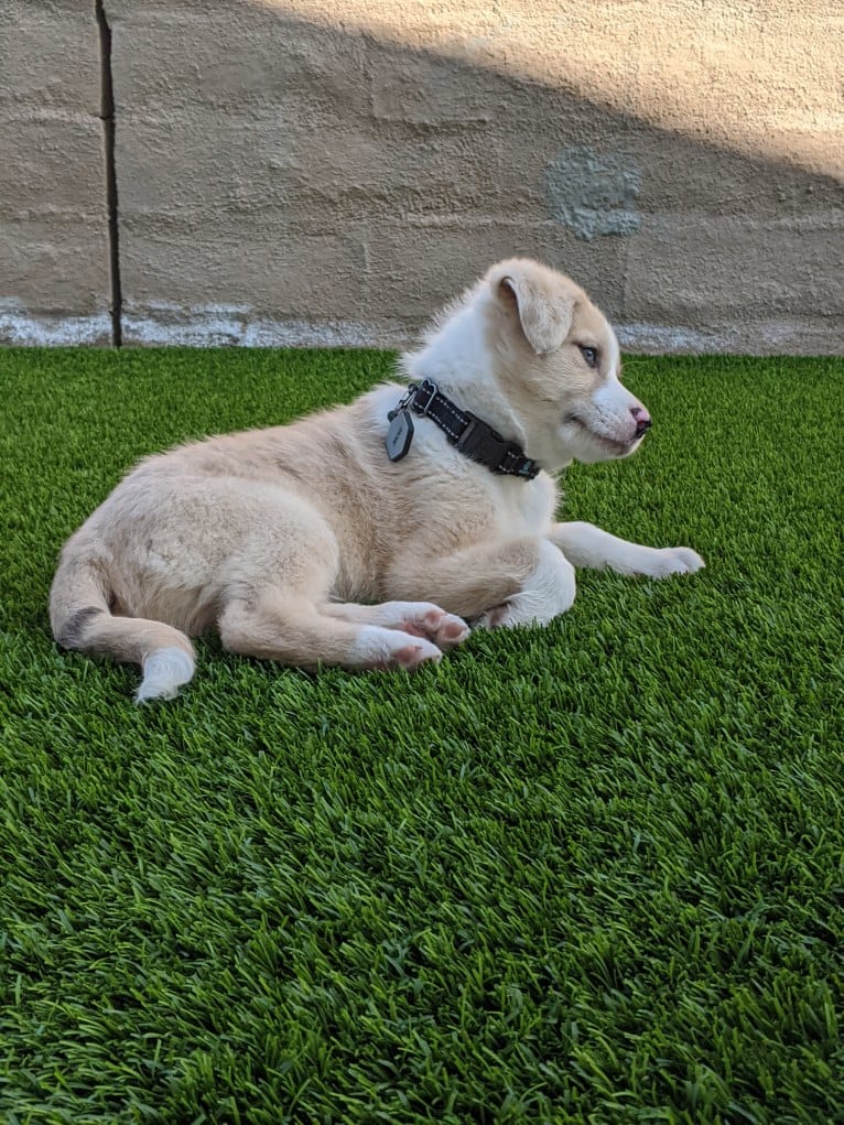 Archie, an Australian Shepherd and Jindo mix tested with EmbarkVet.com