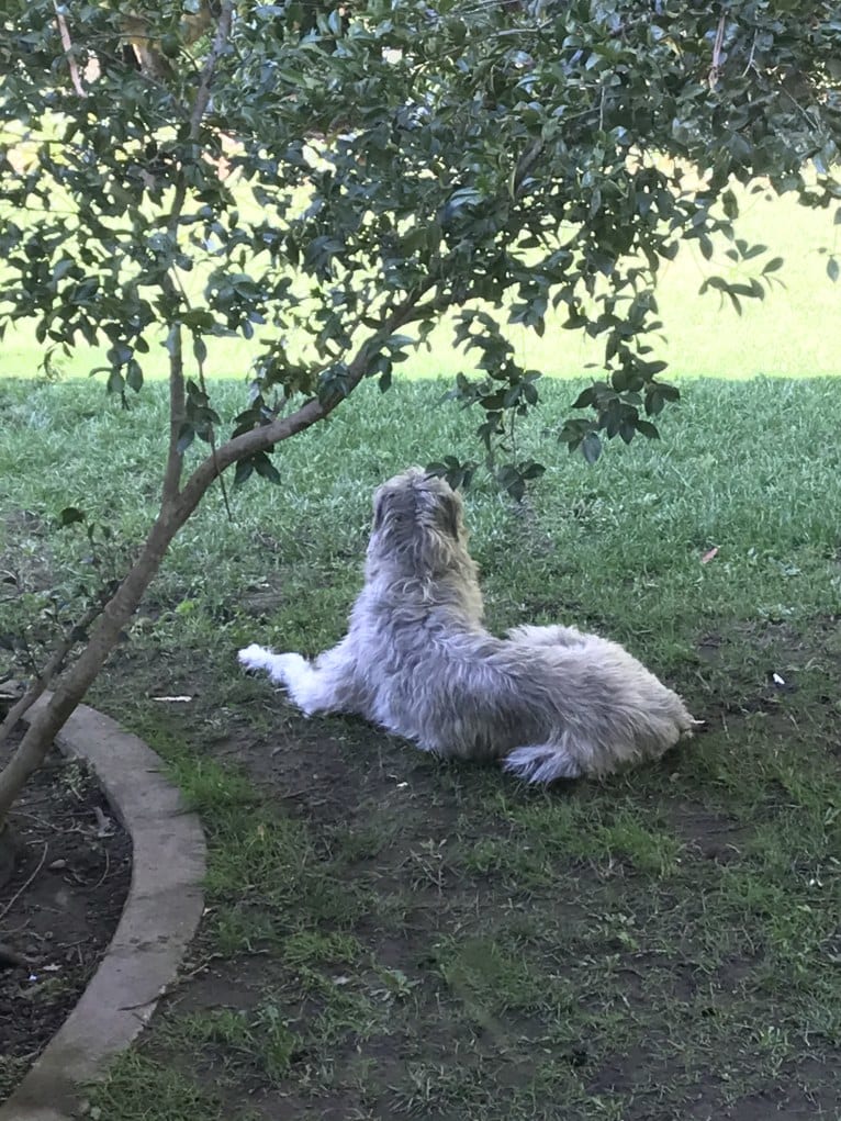 Winter, an Irish Wolfhound tested with EmbarkVet.com