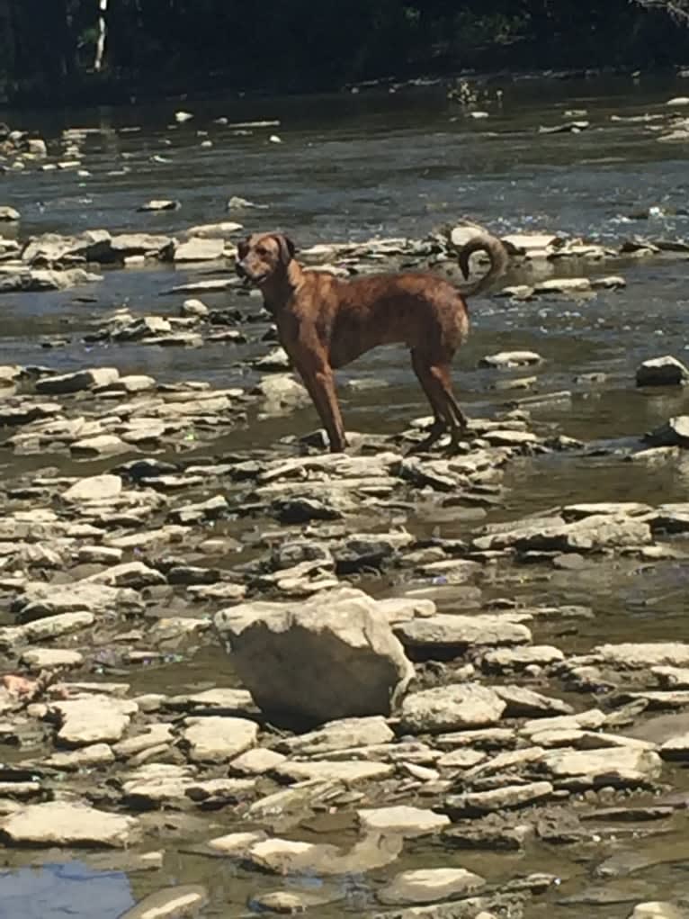 River Bank, a Doberman Pinscher and Boxer mix tested with EmbarkVet.com