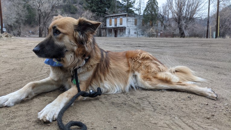 Lucy, an Arabian Village Dog tested with EmbarkVet.com