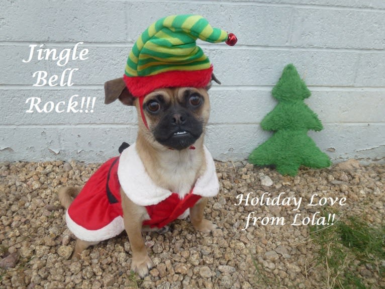 Lola, a Chug tested with EmbarkVet.com