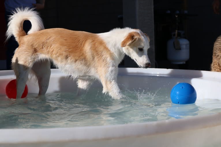 Kona, an Arabian Village Dog tested with EmbarkVet.com