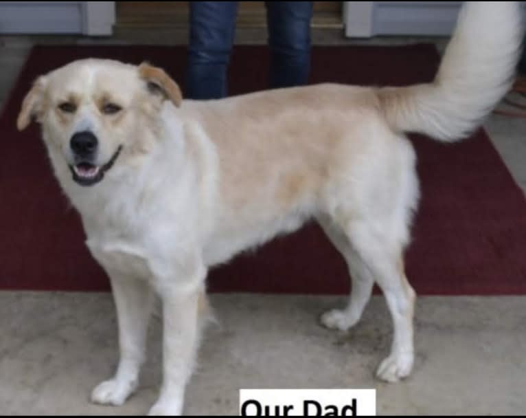 Charlie, an Australian Shepherd and Boxer mix tested with EmbarkVet.com