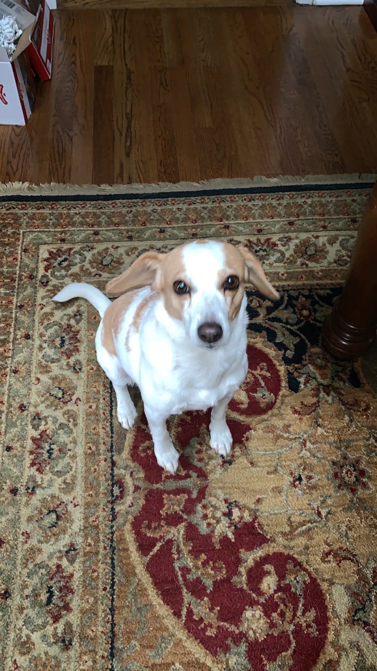 Riley, a Rat Terrier and Beagle mix tested with EmbarkVet.com