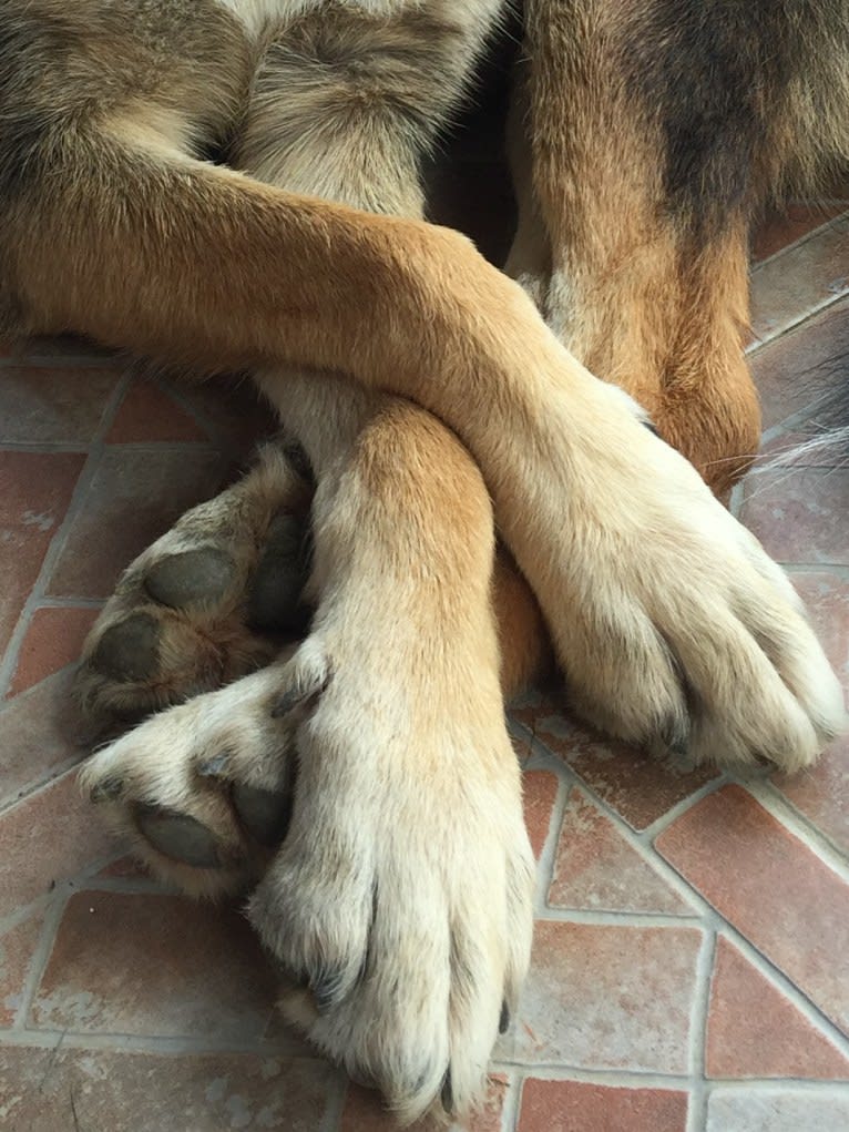 Duke, a German Shepherd Dog and Spanish Galgo mix tested with EmbarkVet.com