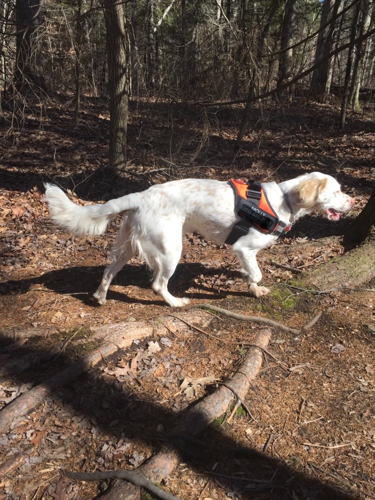 molly, a Llewellin Setter tested with EmbarkVet.com