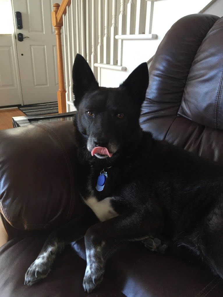 Fox, a Chow Chow and Australian Cattle Dog mix tested with EmbarkVet.com