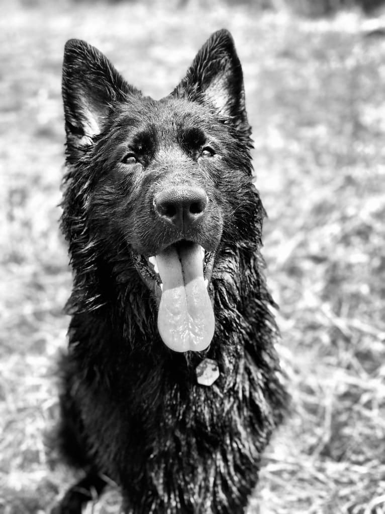 Valor Vom Hof Grebe, a German Shepherd Dog tested with EmbarkVet.com