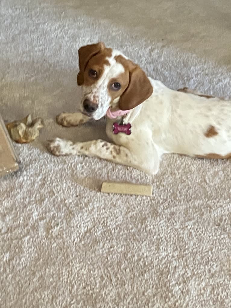 Texie, a Pointer and Llewellin Setter mix tested with EmbarkVet.com