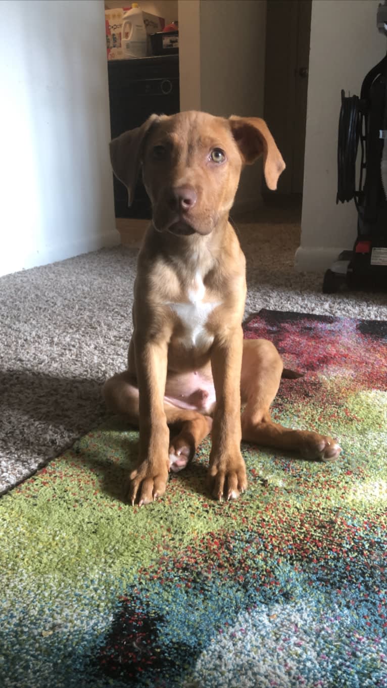 Rusty, an American Foxhound and American Pit Bull Terrier mix tested with EmbarkVet.com