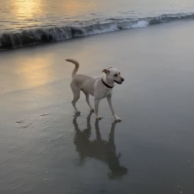 pancake 🥞, a Siberian Husky and Labrador Retriever mix tested with EmbarkVet.com