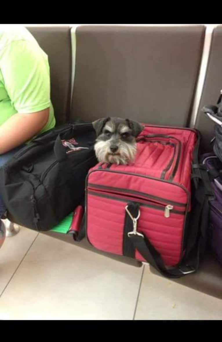 Minnie, a Miniature Schnauzer tested with EmbarkVet.com