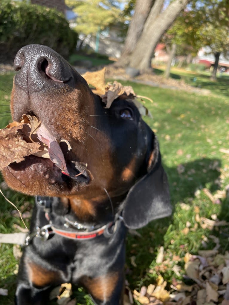 Arlo, a Doberman Pinscher tested with EmbarkVet.com