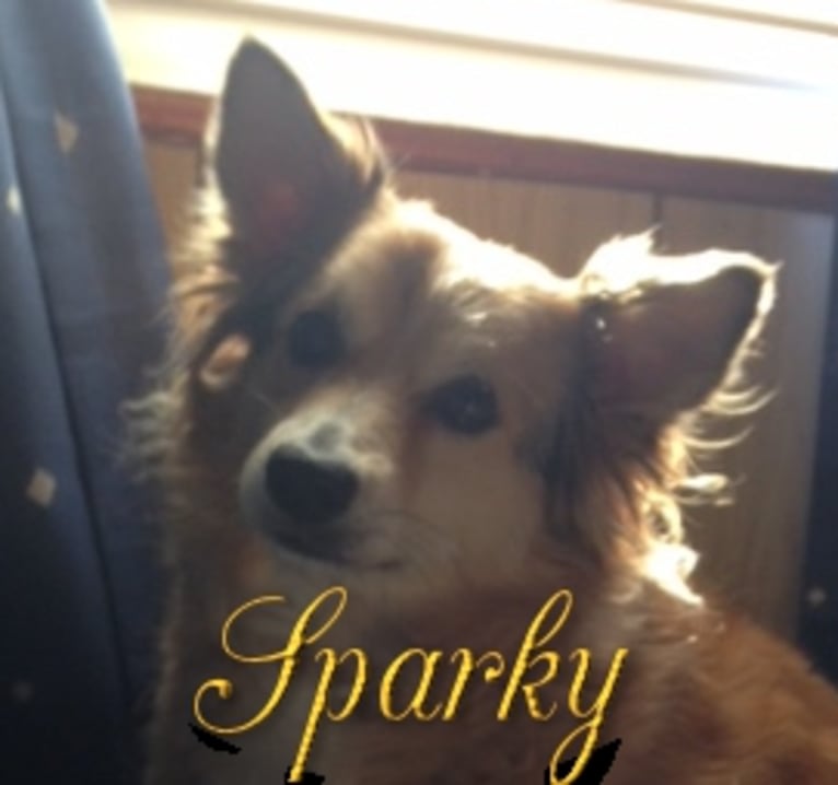 Sparky, a Chihuahua and Shetland Sheepdog mix tested with EmbarkVet.com