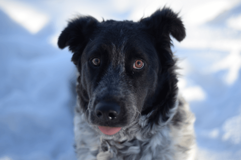 Hermes, an Australian Cattle Dog and Maremma Sheepdog mix tested with EmbarkVet.com