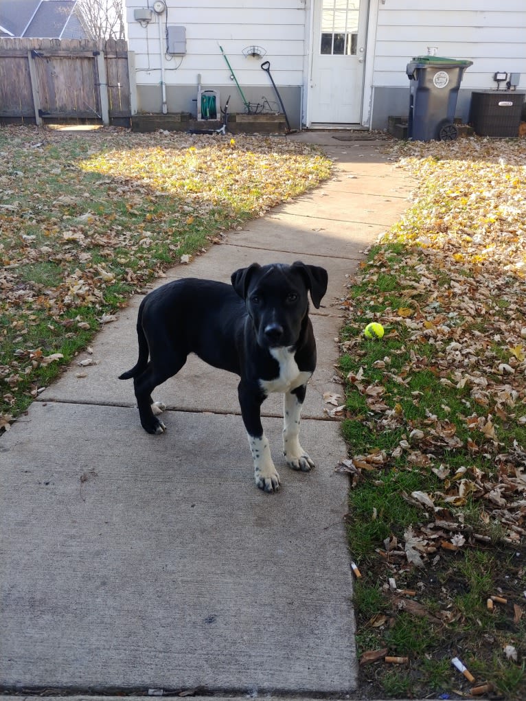 Neo, an American Pit Bull Terrier and Great Pyrenees mix tested with EmbarkVet.com