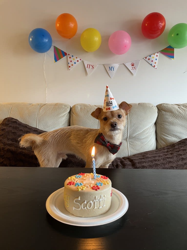 Biscotti, a Chihuahua and Yorkshire Terrier mix tested with EmbarkVet.com