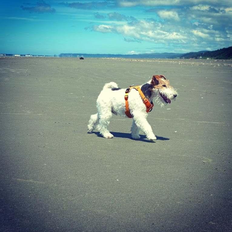 Gizmo, a Wire Fox Terrier tested with EmbarkVet.com