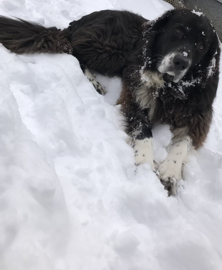 Molly, a Great Pyrenees and Labrador Retriever mix tested with EmbarkVet.com