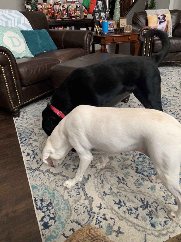 Poppy, a Labrador Retriever and Staffordshire Terrier mix tested with EmbarkVet.com