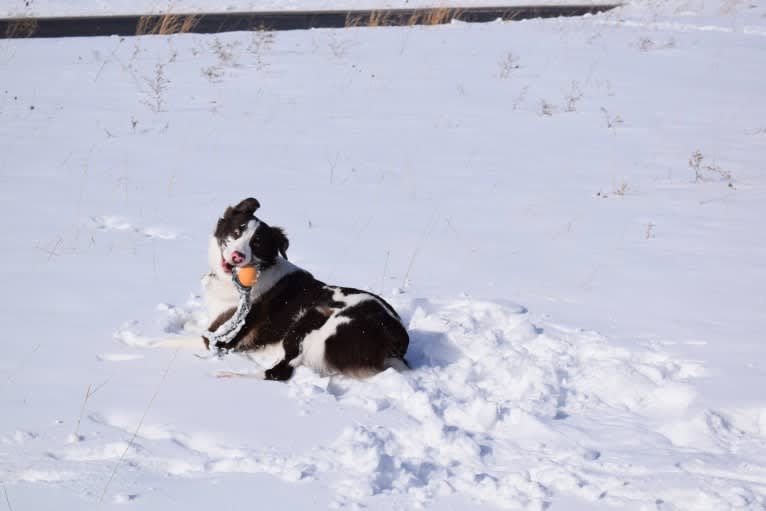 Tate, an Australian Shepherd tested with EmbarkVet.com