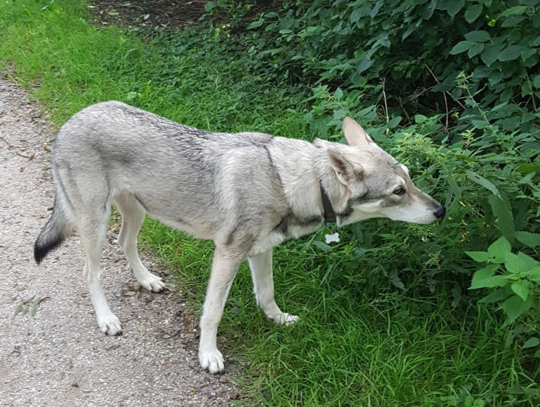 Ishtar (Estrella v.d. Scheldeschorre), a Saarloos Wolfdog tested with EmbarkVet.com