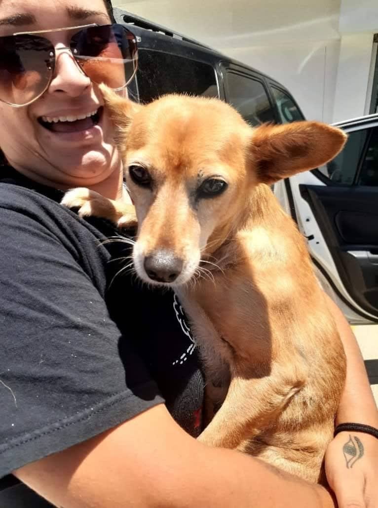 Stanley, a Chihuahua and Poodle (Small) mix tested with EmbarkVet.com