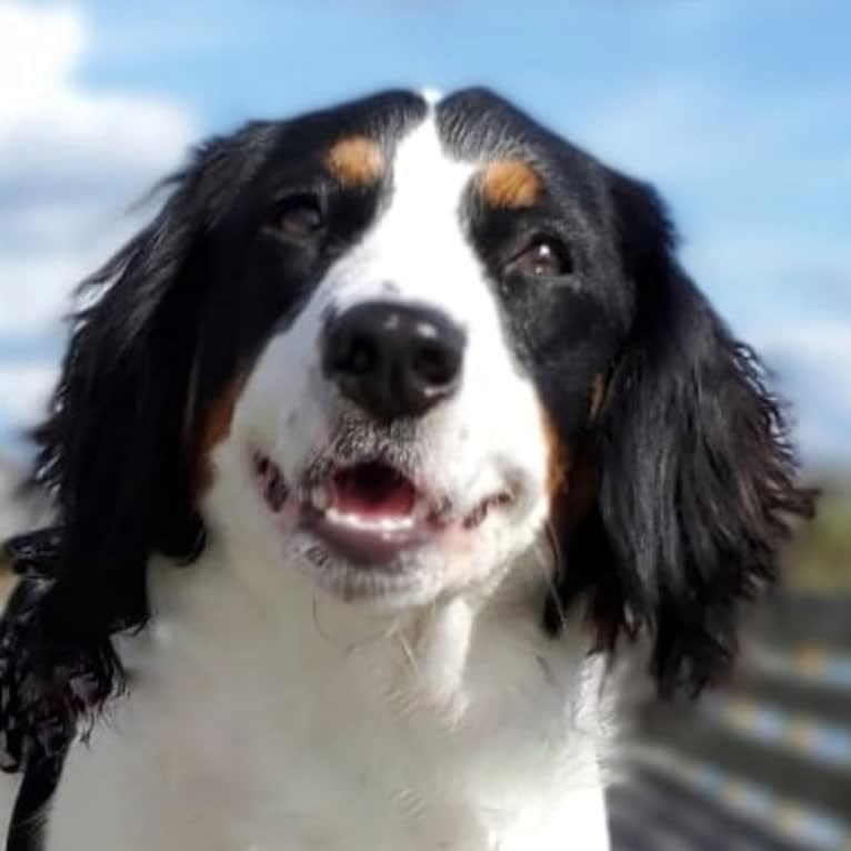 Poet, a Nederlandse Kooikerhondje tested with EmbarkVet.com