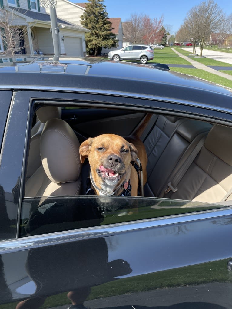 Francis, an American Pit Bull Terrier and Australian Cattle Dog mix tested with EmbarkVet.com