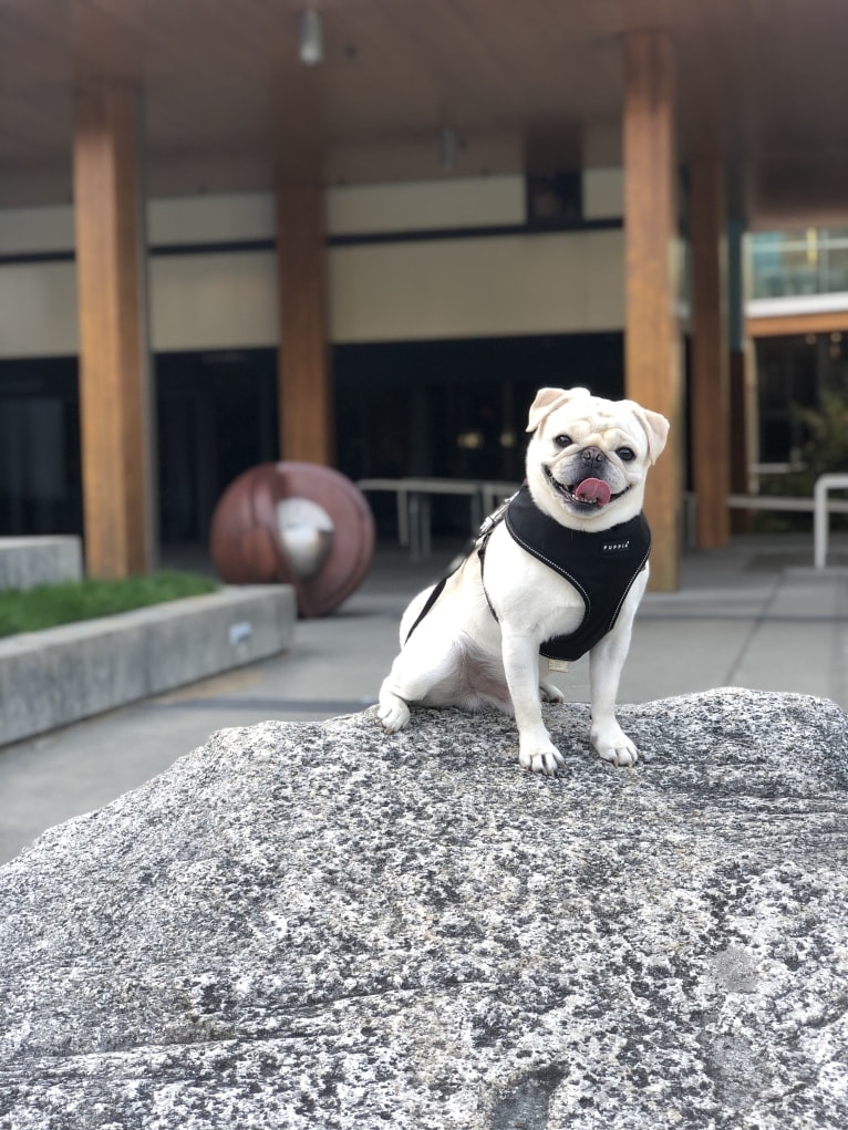 Photo of Po, a Pug  in Tulare, CA, USA