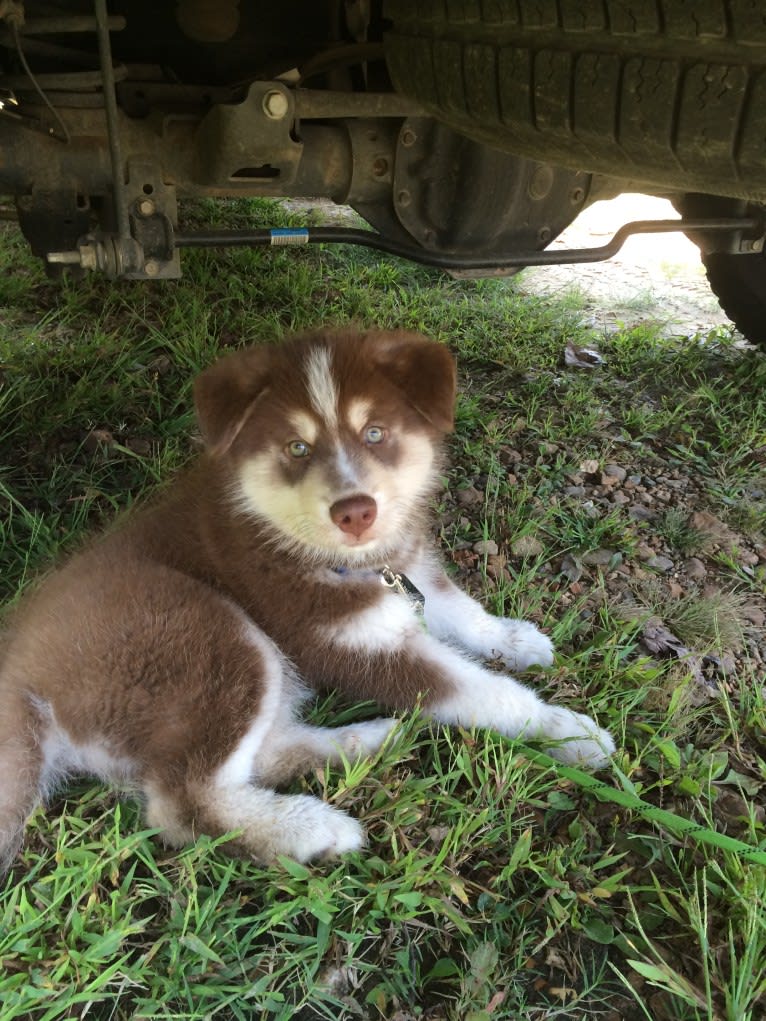 Merle, a Siberian Husky and Boxer mix tested with EmbarkVet.com