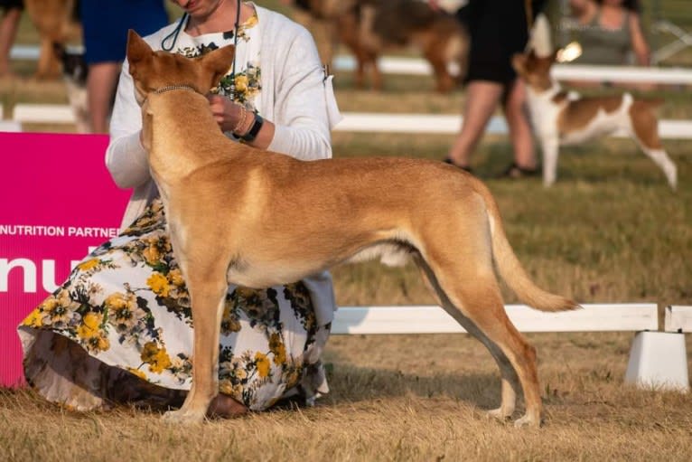 Bones, a Carolina Dog tested with EmbarkVet.com