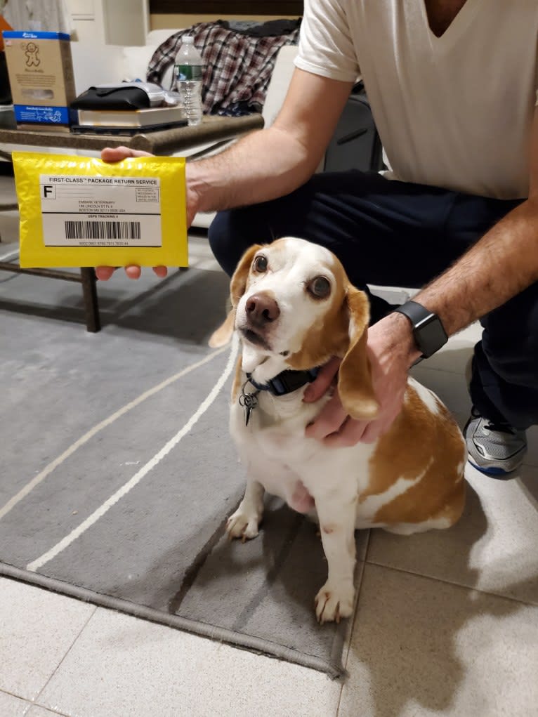 Tucker, a Beagle tested with EmbarkVet.com