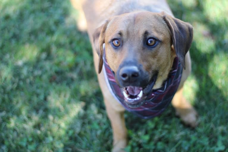 Cody, a Basset Hound and Australian Cattle Dog mix tested with EmbarkVet.com