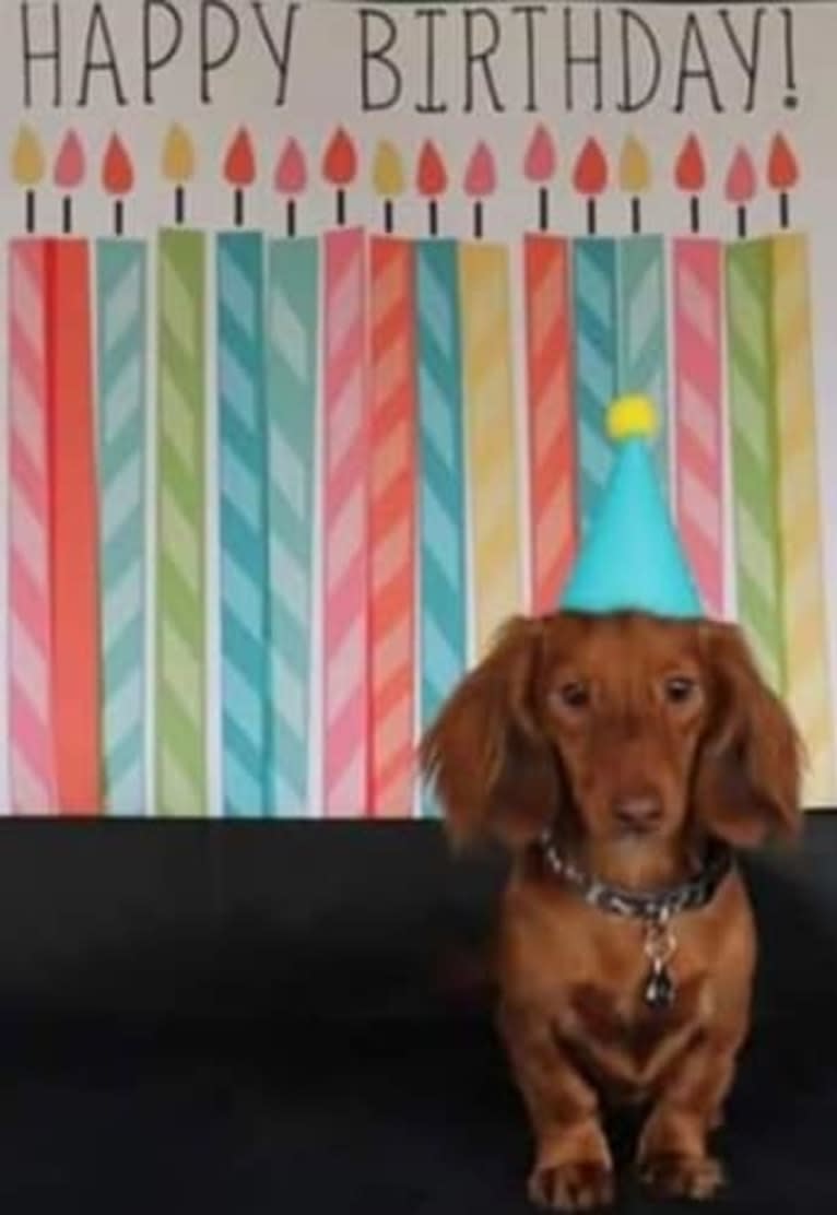 Chewy, a Dachshund tested with EmbarkVet.com