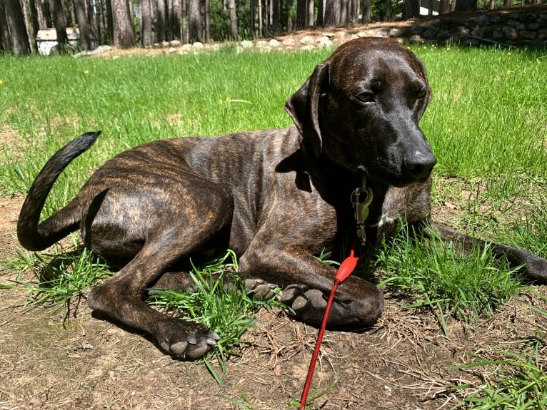 Braxton, a Mountain Cur tested with EmbarkVet.com