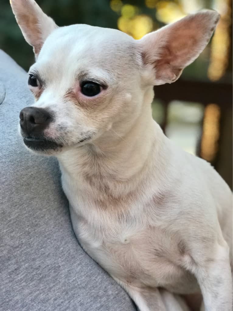 Puff, a Chihuahua and Maltese mix tested with EmbarkVet.com