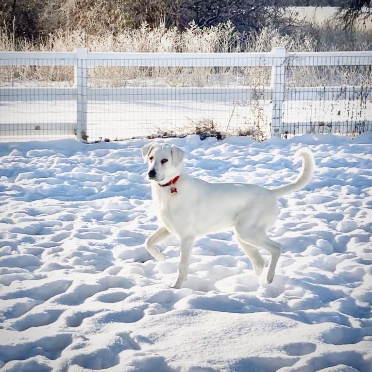 Beau, a Great Pyrenees and Golden Retriever mix tested with EmbarkVet.com