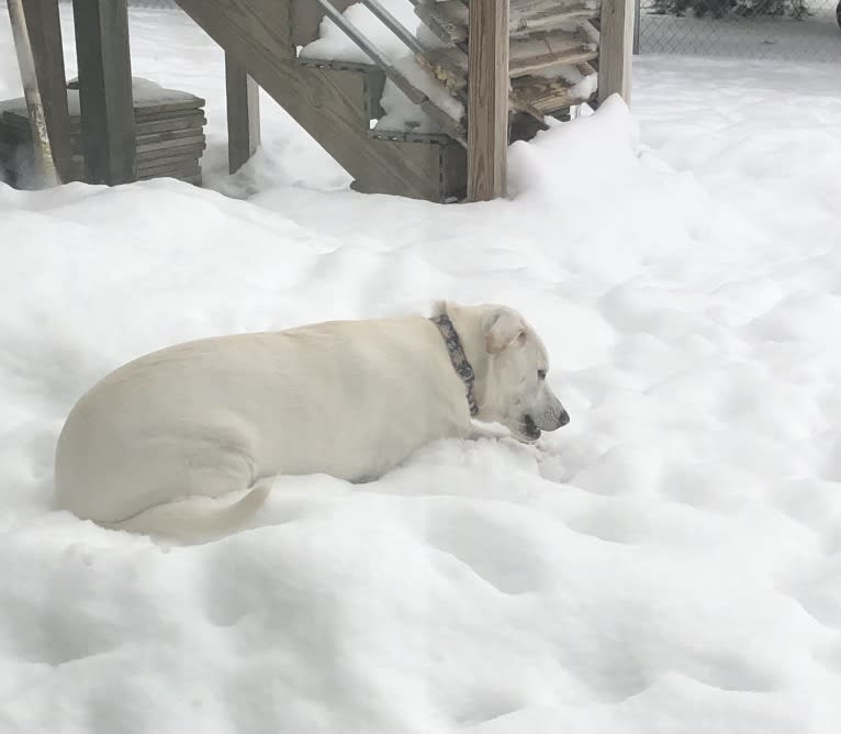 Maizee, a Great Pyrenees and German Shepherd Dog mix tested with EmbarkVet.com