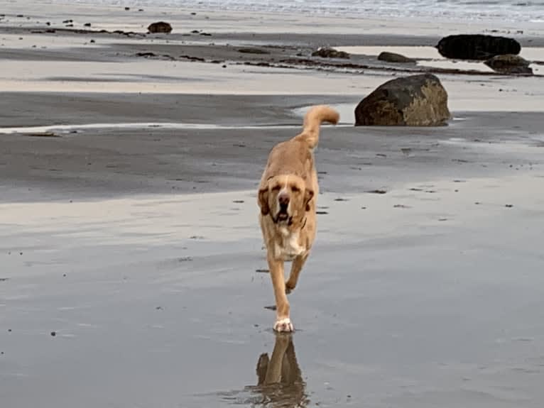 Comet, a Golden Retriever and Bloodhound mix tested with EmbarkVet.com