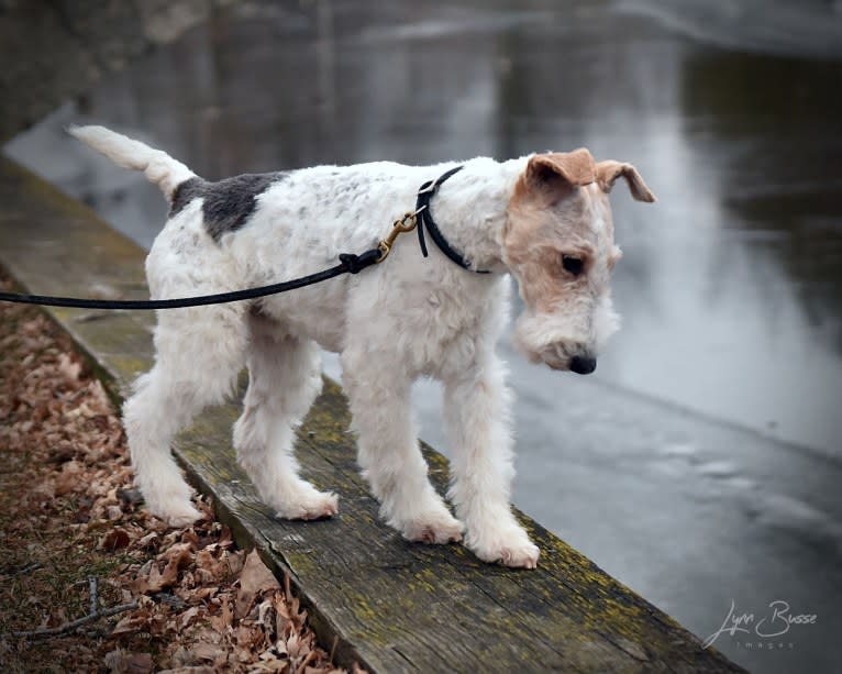 Django, a Wire Fox Terrier tested with EmbarkVet.com