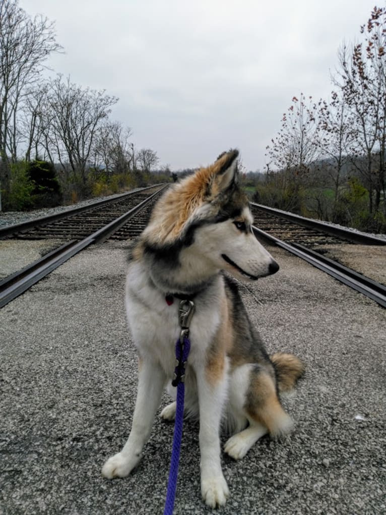 Wild Side of the Moon (Aleuna) a dog tested with EmbarkVet.com