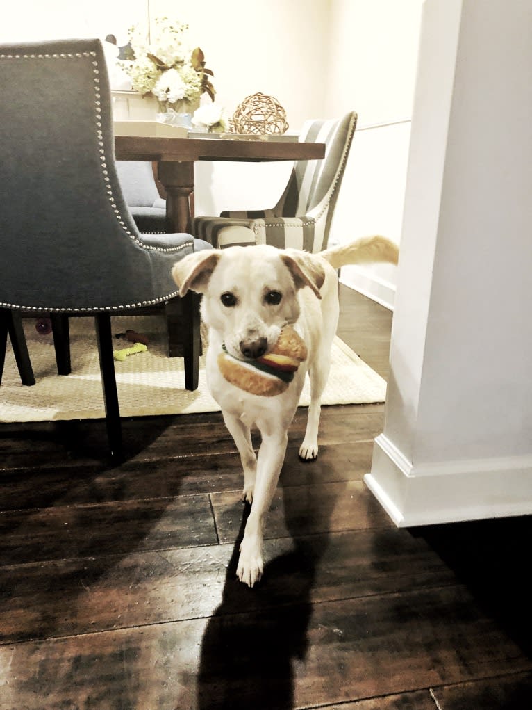 Winnie, a Southeast Asian Village Dog and Labrador Retriever mix tested with EmbarkVet.com