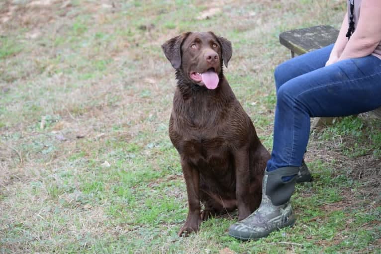 Belle, a Labrador Retriever tested with EmbarkVet.com