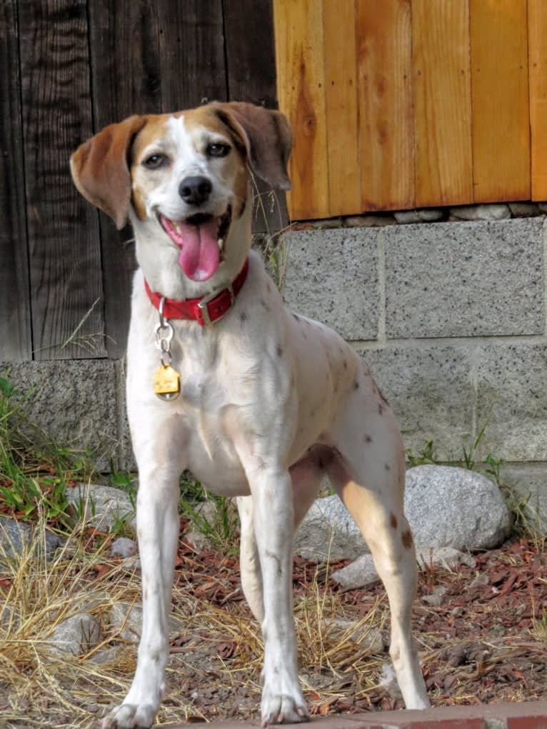Rosie Sophia, a Treeing Walker Coonhound and Boxer mix tested with EmbarkVet.com