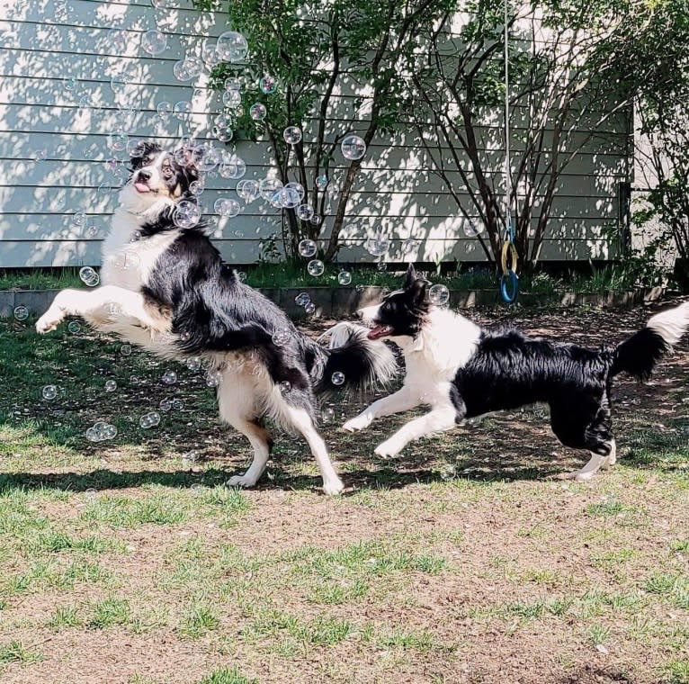 Willow, an Australian Shepherd and Border Collie mix tested with EmbarkVet.com