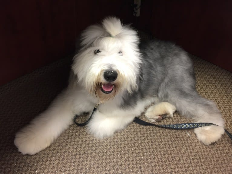 Winston, an Old English Sheepdog tested with EmbarkVet.com