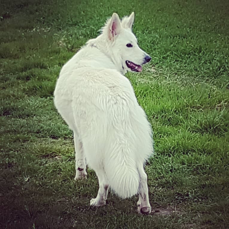 Tinkabell, a White Shepherd tested with EmbarkVet.com