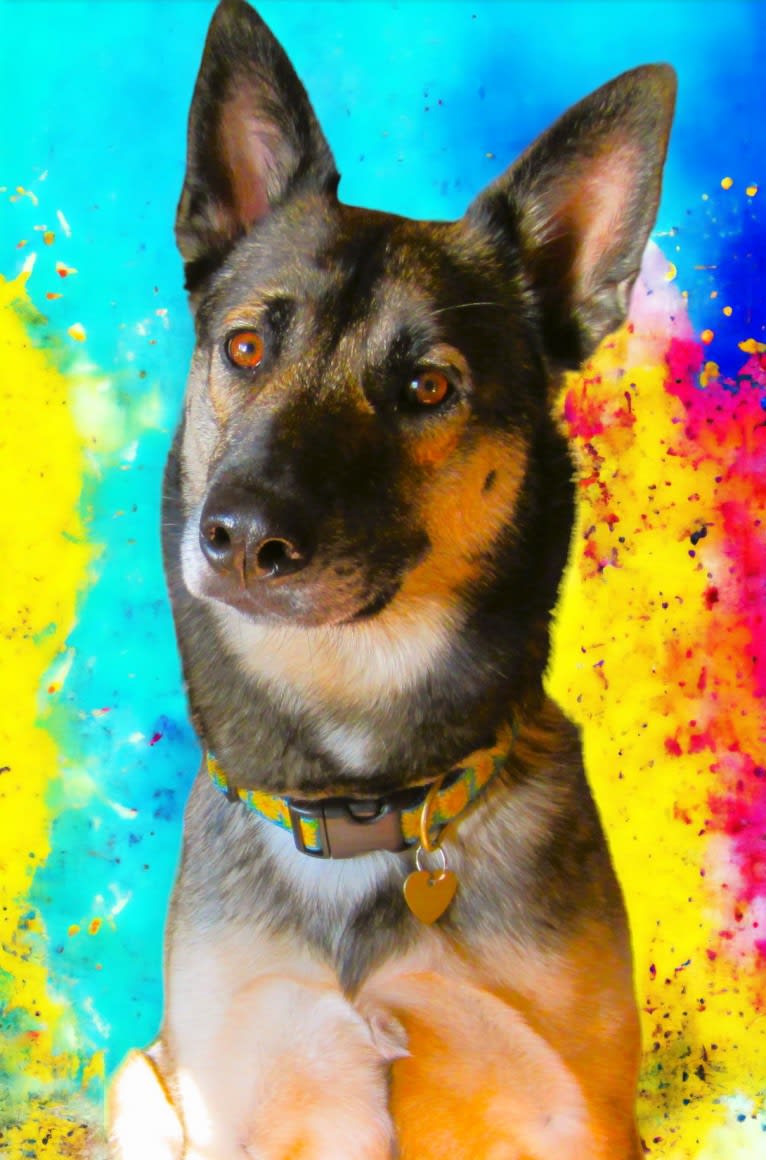 Halo, a Belgian Malinois and Siberian Husky mix tested with EmbarkVet.com